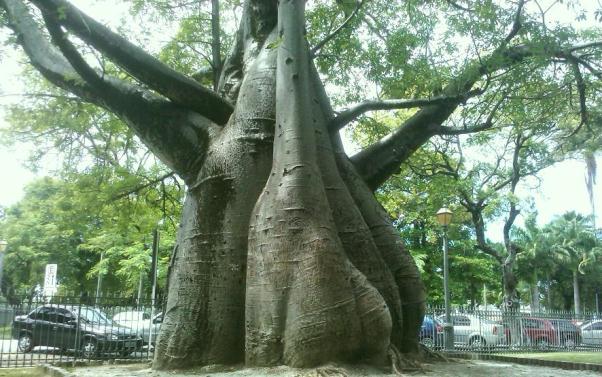 Recife: A cidade dos Baobás